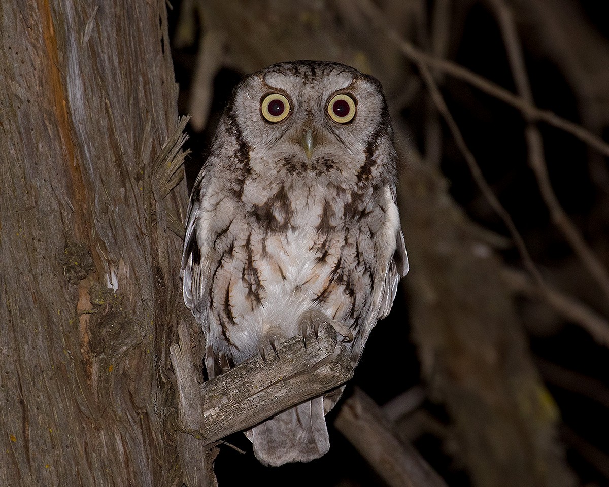 Eastern Screech-Owl - ML620130525