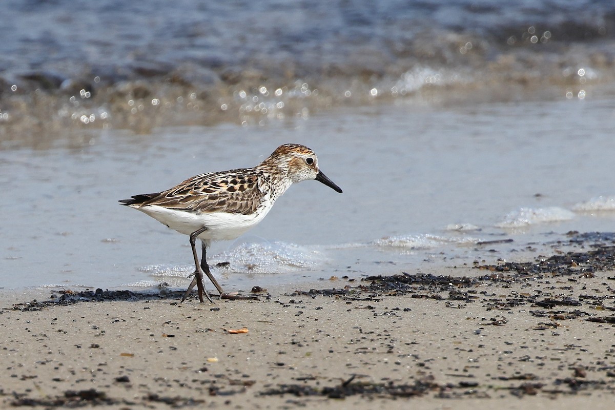 Semipalmated Sandpiper - ML620130540