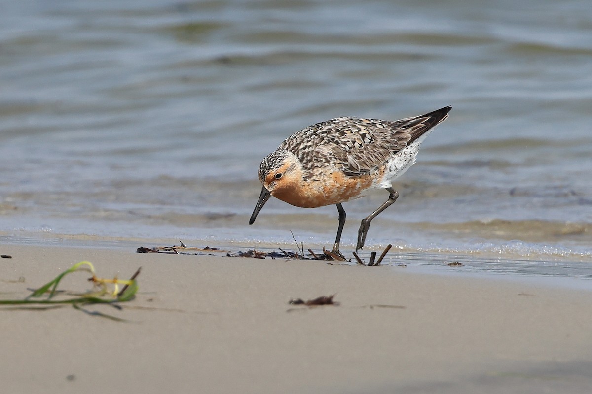 Red Knot - ML620130545