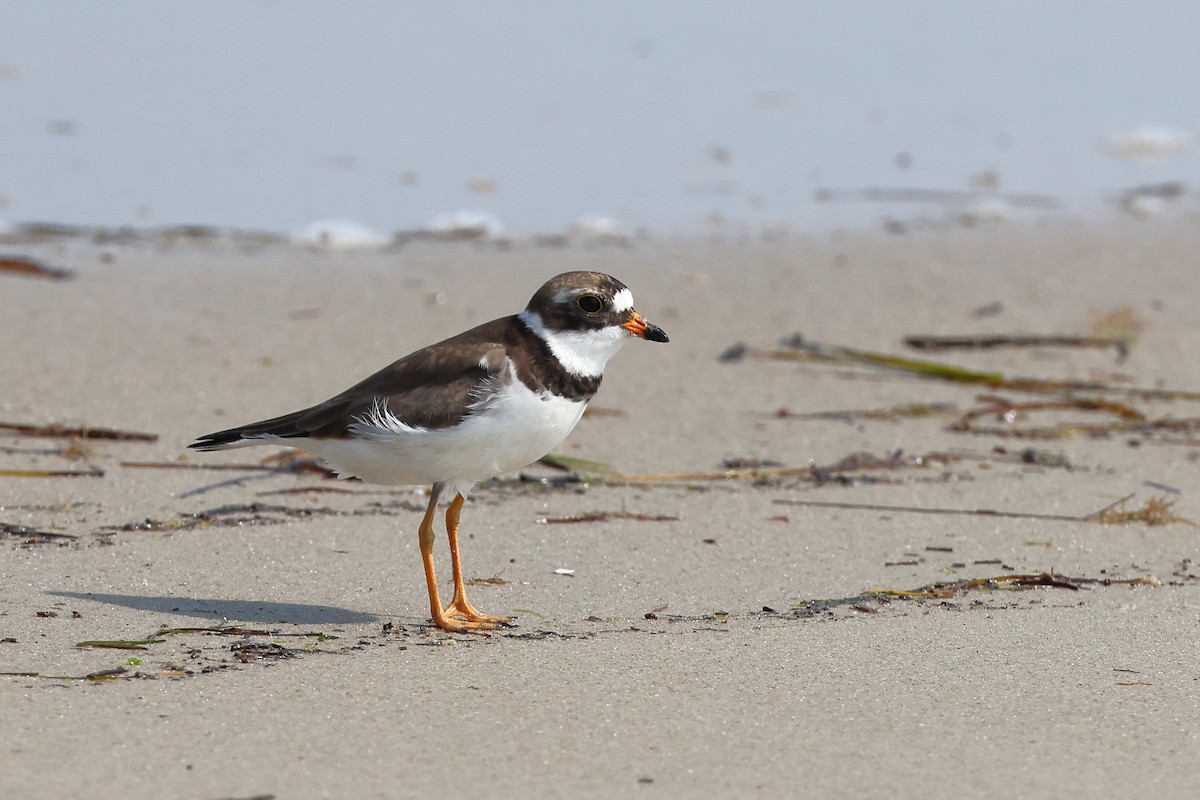 Semipalmated Plover - ML620130550