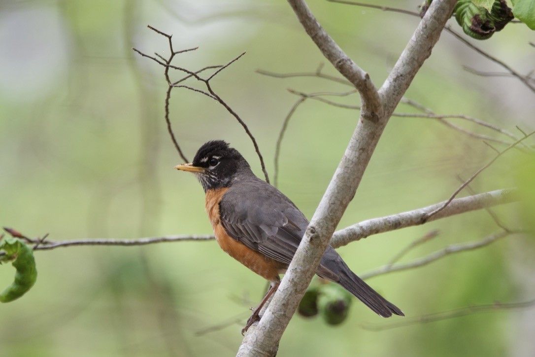 American Robin - ML620130551