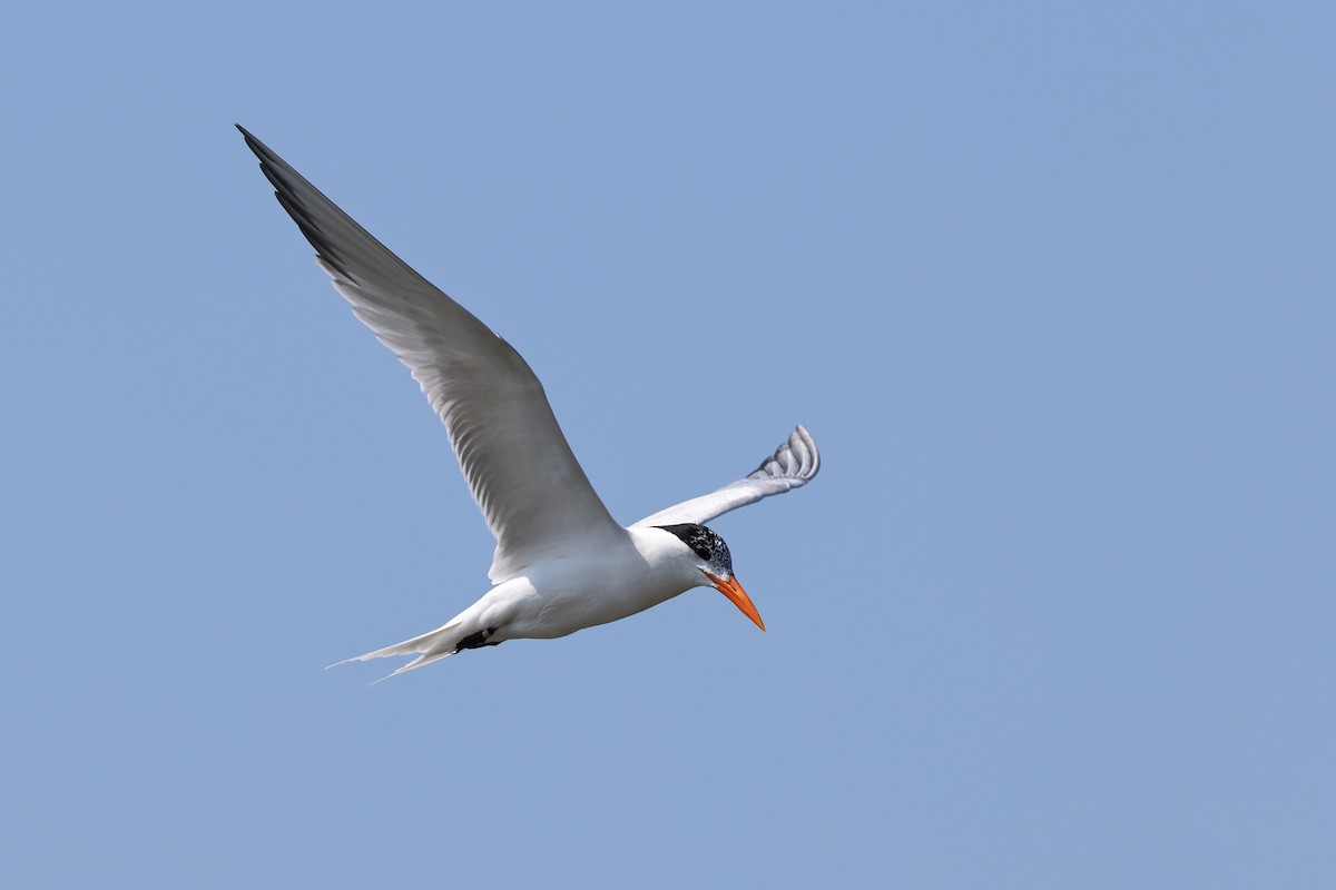 Royal Tern - ML620130557