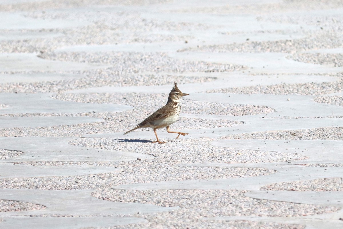 Crested Lark - ML620130569