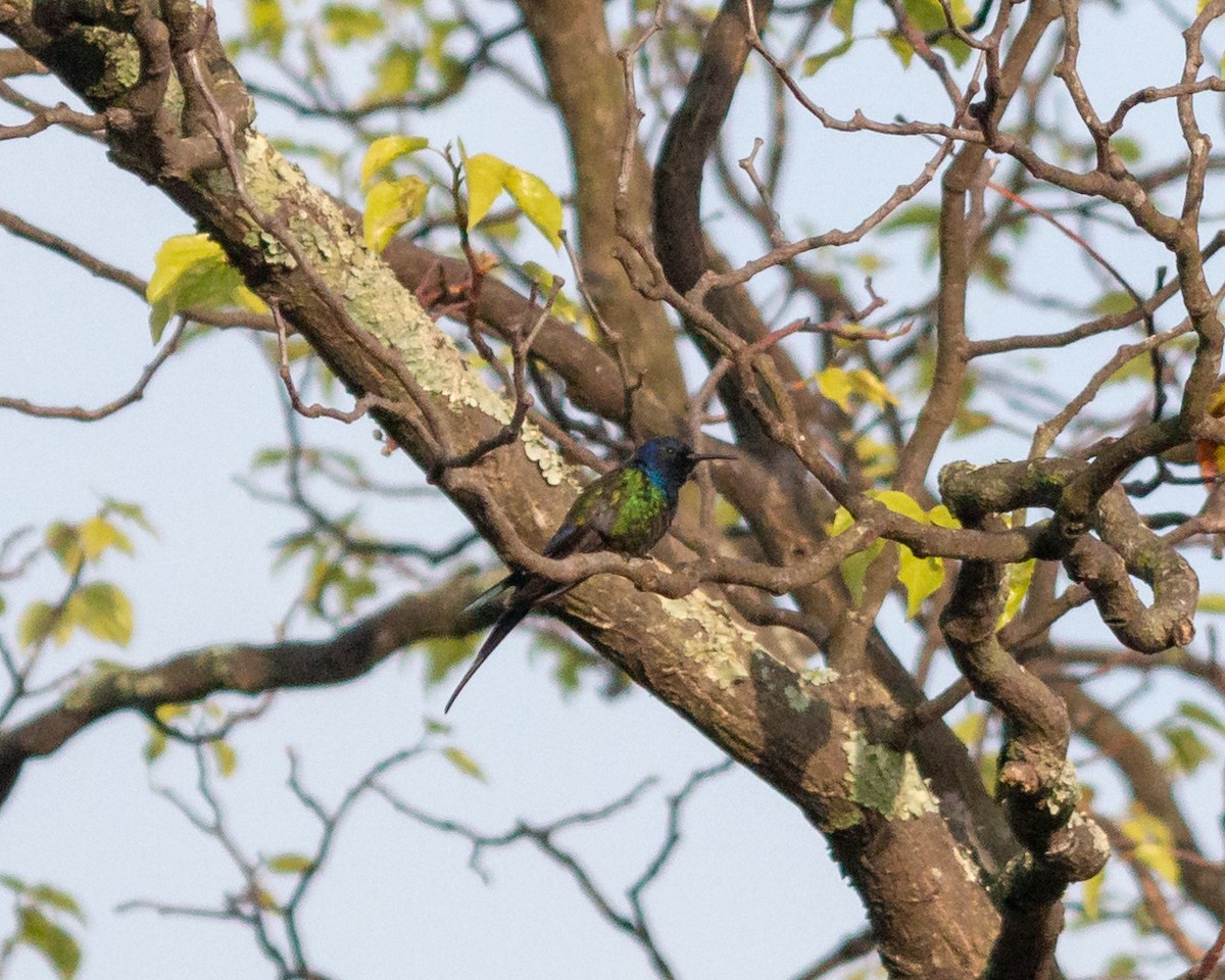 kolibřík vlaštovčí - ML620130574