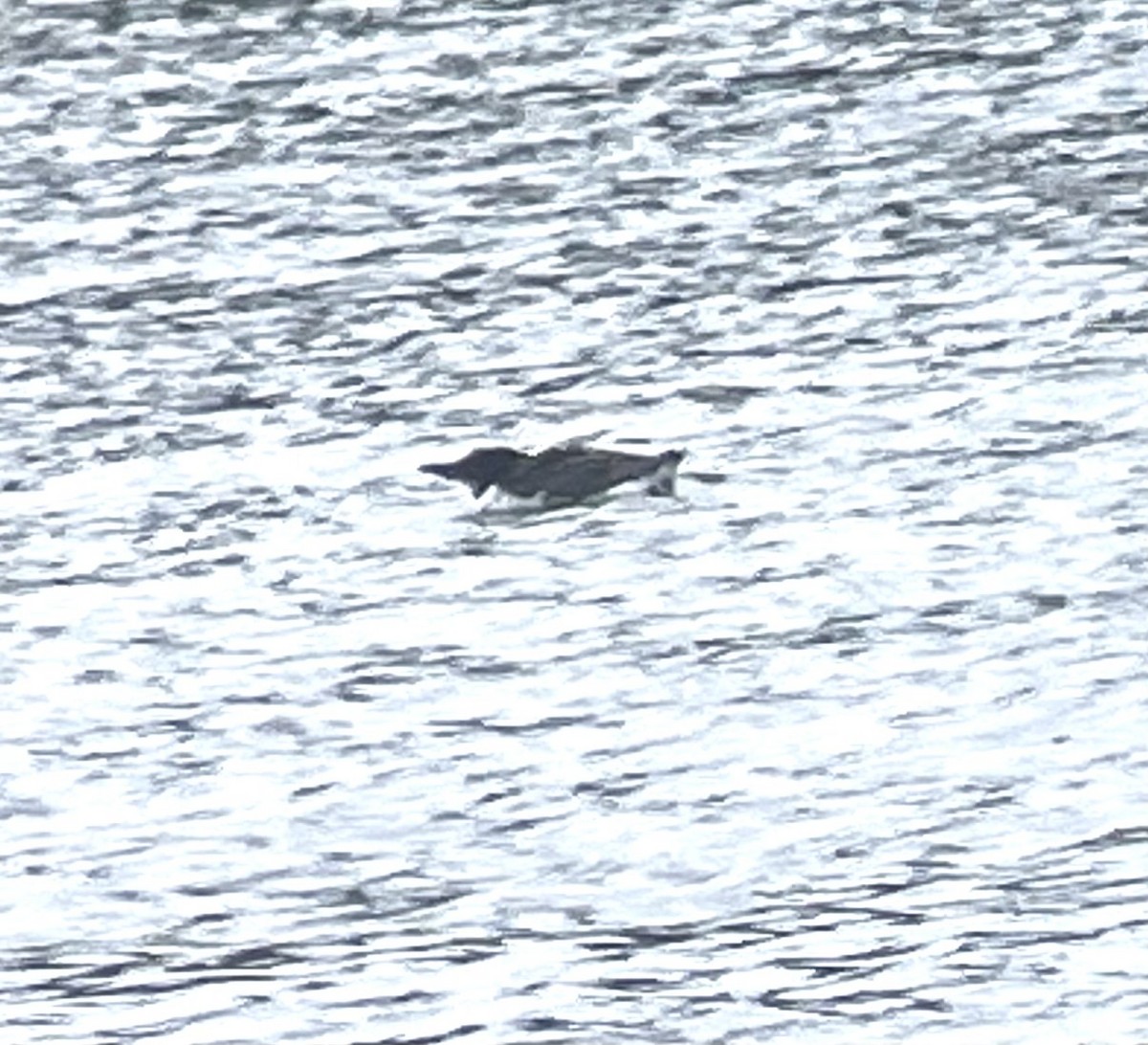 Thick-billed Murre - ML620130586