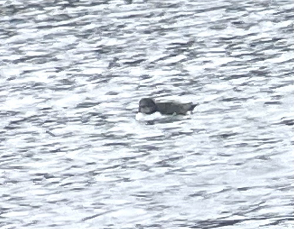 Thick-billed Murre - ML620130587