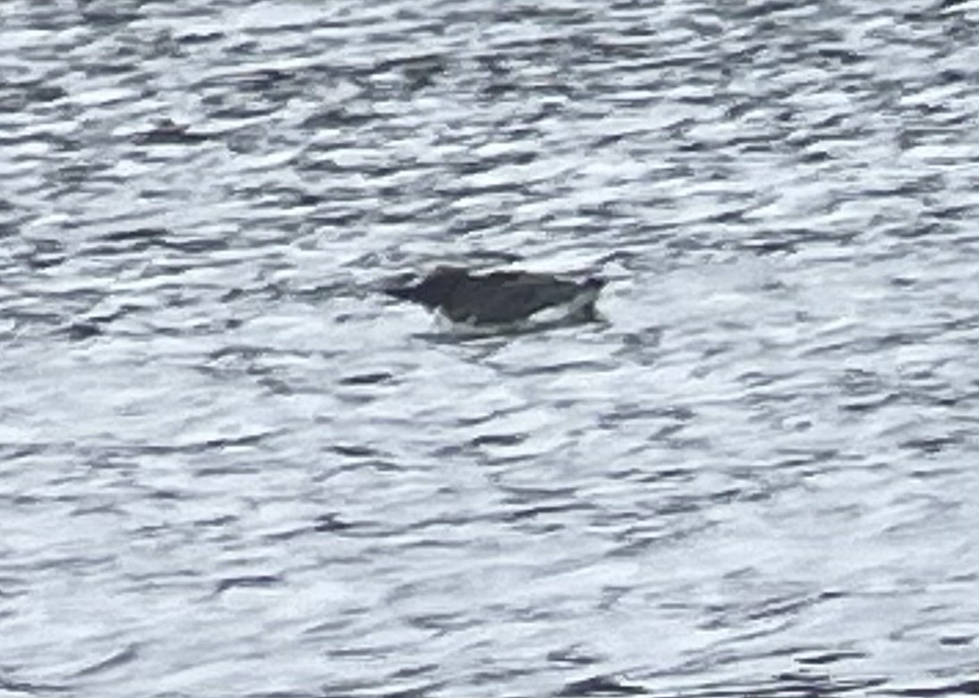 Thick-billed Murre - ML620130588