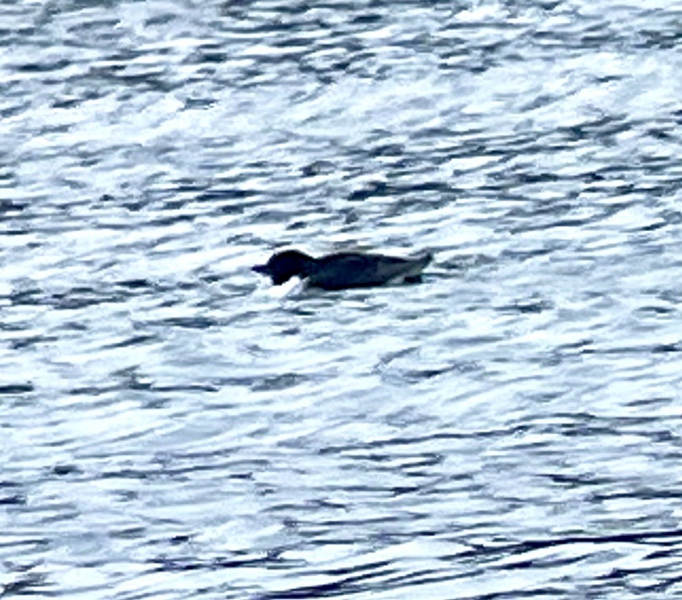 Thick-billed Murre - ML620130589