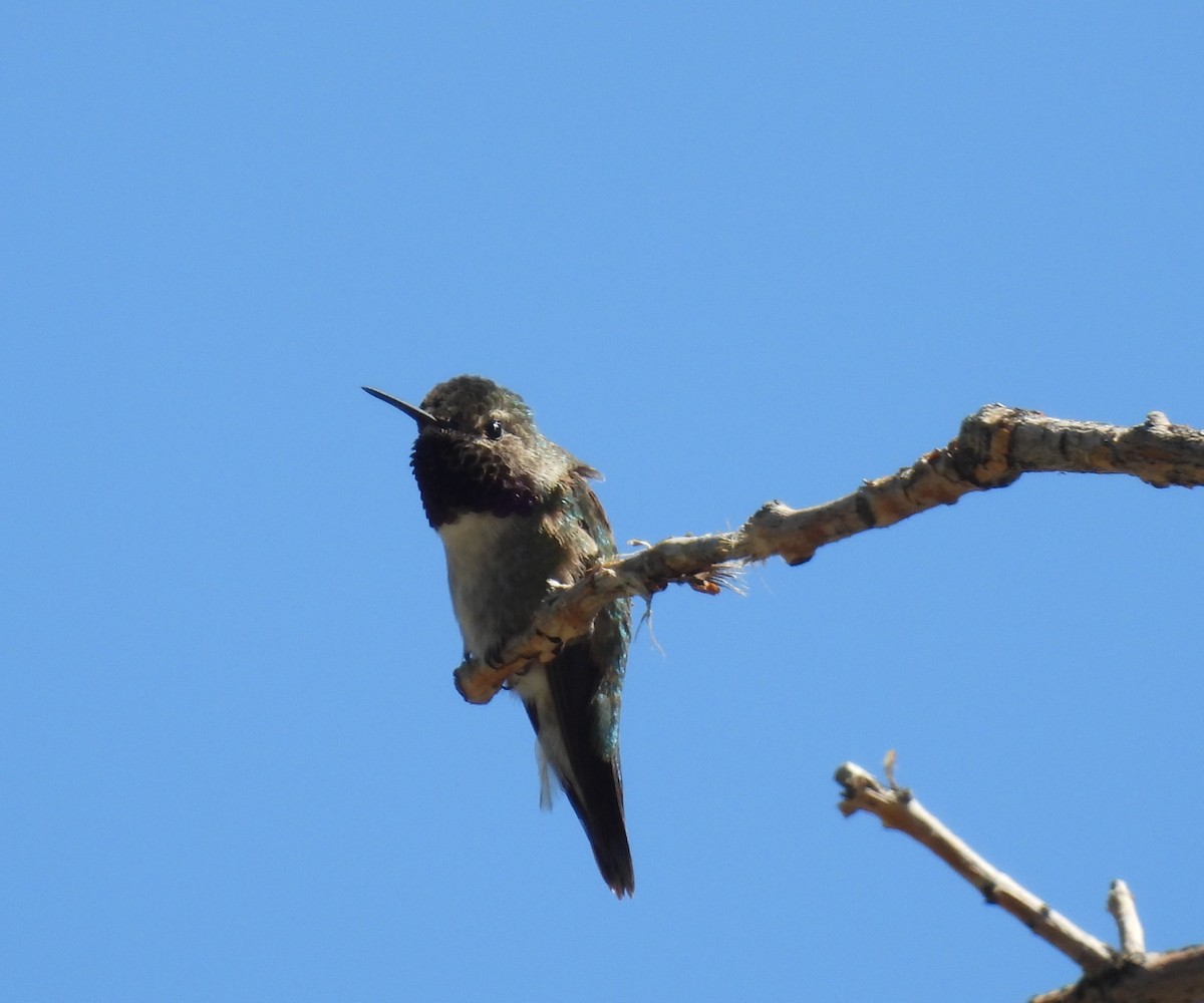 Broad-tailed Hummingbird - ML620130605