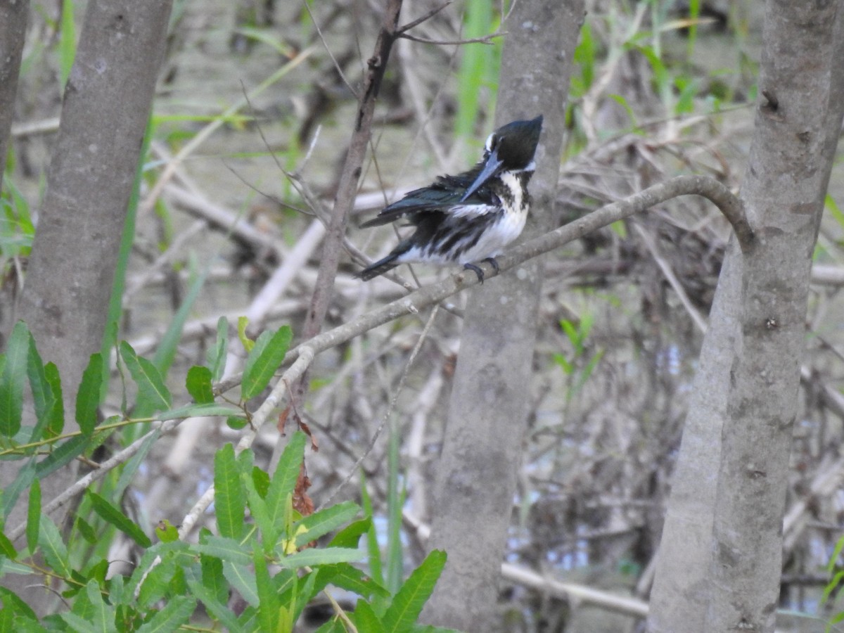 Streaked Flycatcher - ML620130612