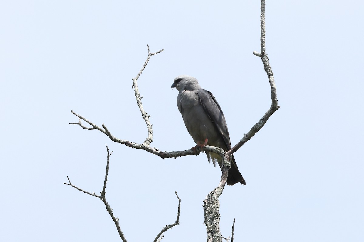 Mississippi Kite - ML620130634