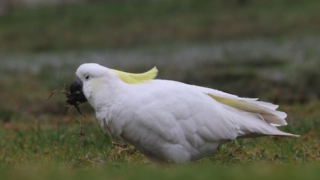 Cacatoès à huppe jaune - ML620130635