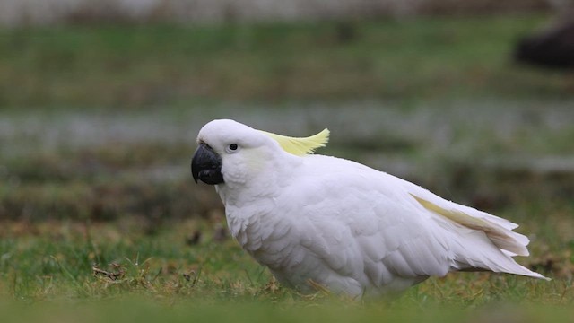 Sulphur-crested Cockatoo - ML620130636