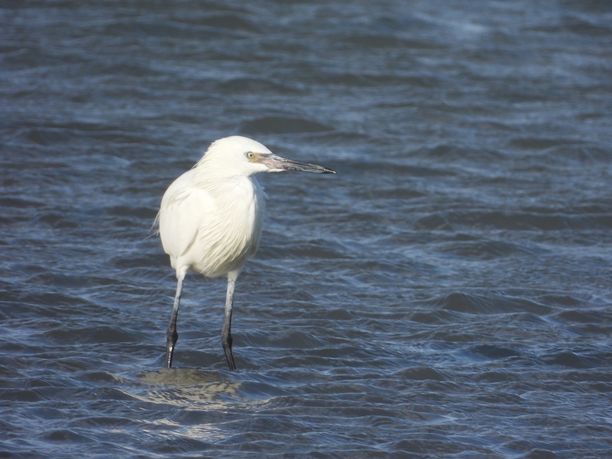 Aigrette roussâtre - ML620130638