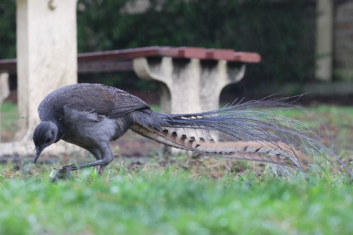 Superb Lyrebird - ML620130665