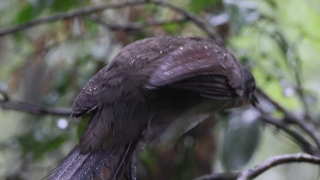 Superb Lyrebird - ML620130667