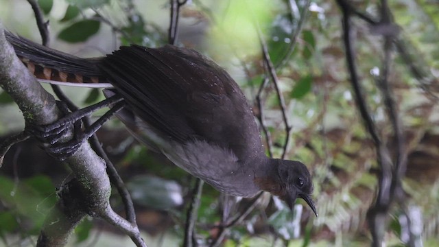 Superb Lyrebird - ML620130668