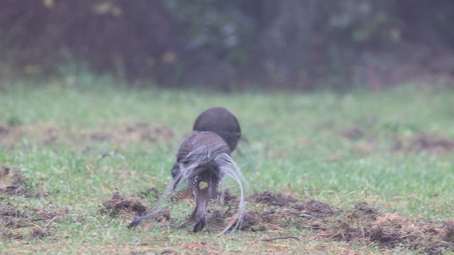 Superb Lyrebird - ML620130669