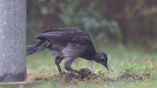 Superb Lyrebird - ML620130670