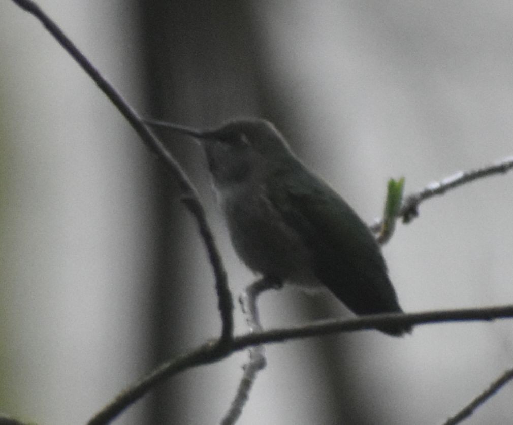 Anna's Hummingbird - ML620130684