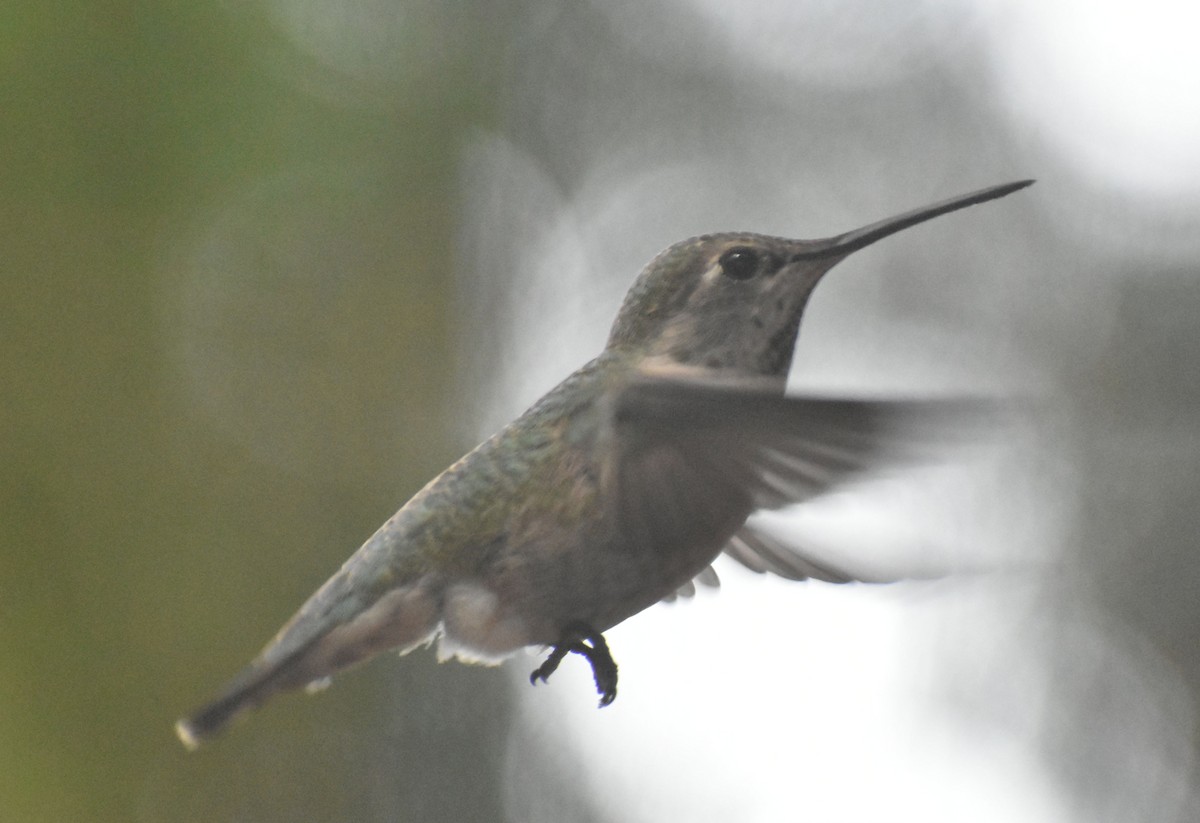 Anna's Hummingbird - ML620130685