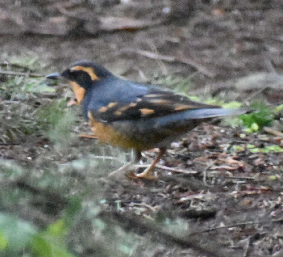 Varied Thrush - ML620130690