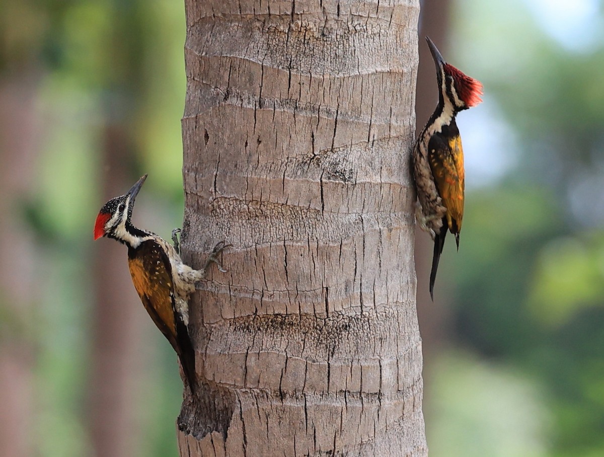 Black-rumped Flameback - ML620130696