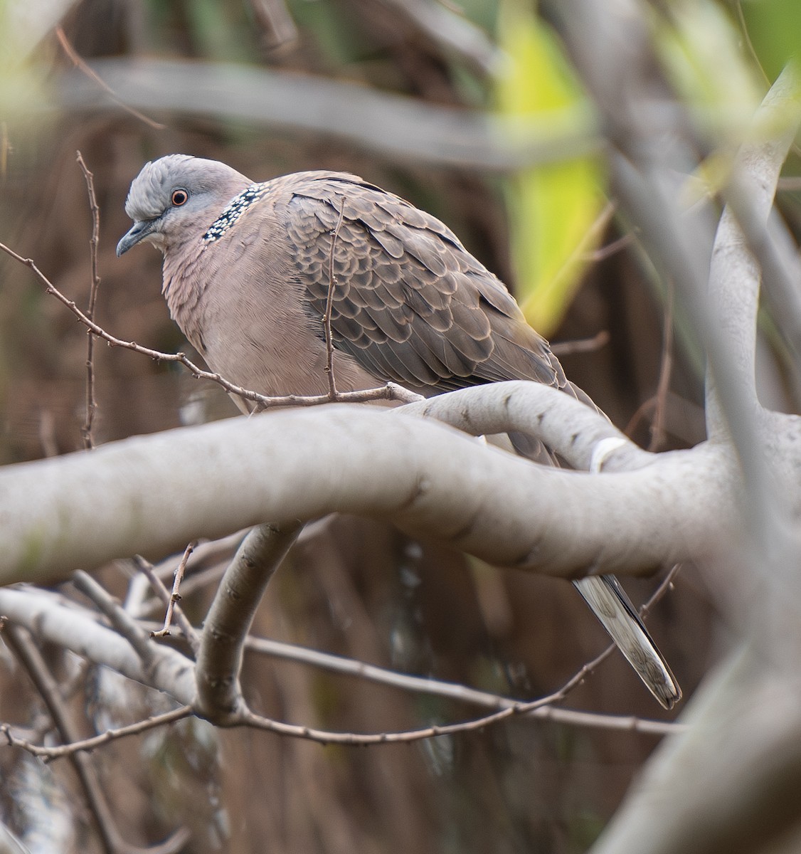 珠頸斑鳩 - ML620130709