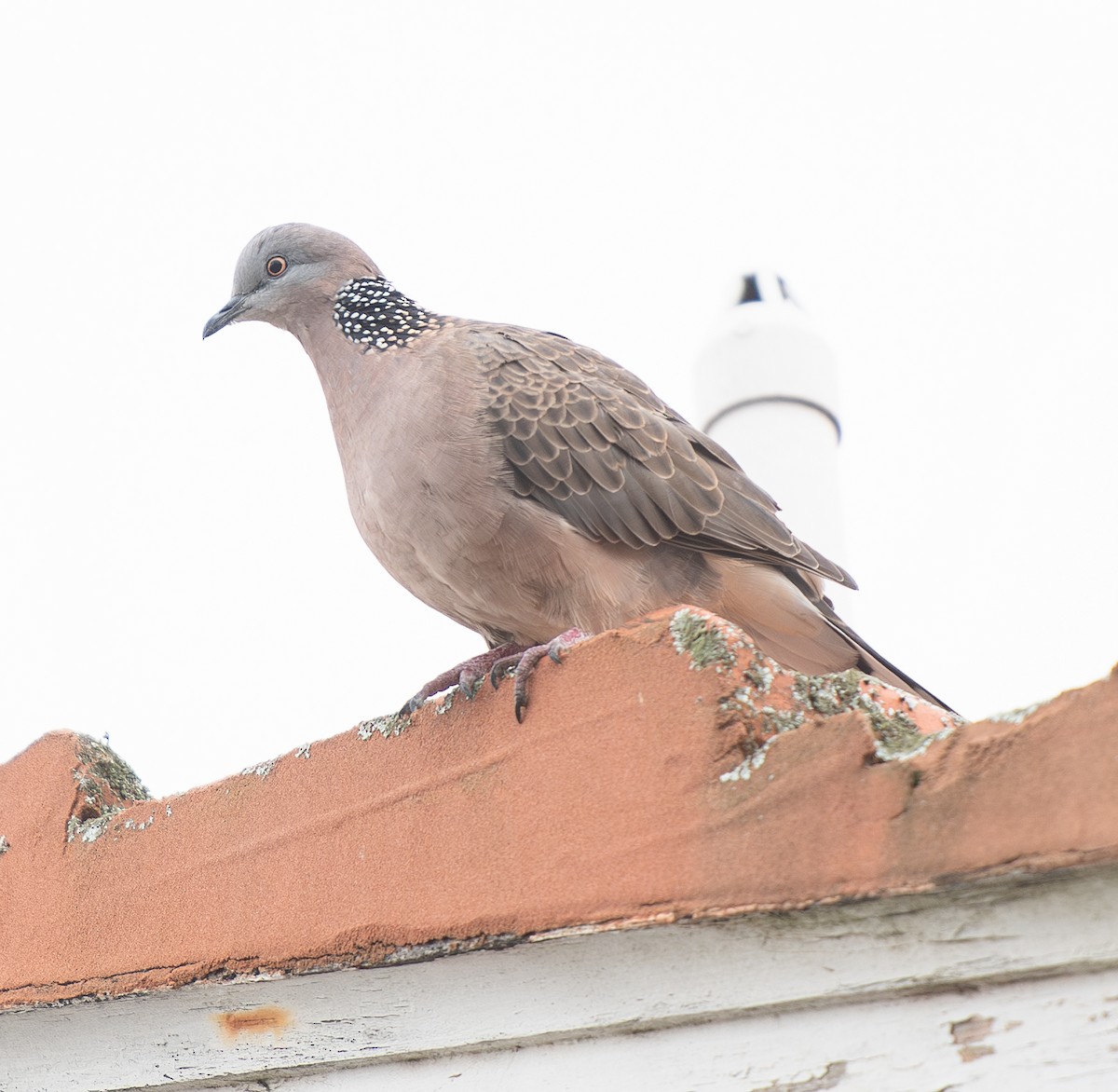 珠頸斑鳩 - ML620130710