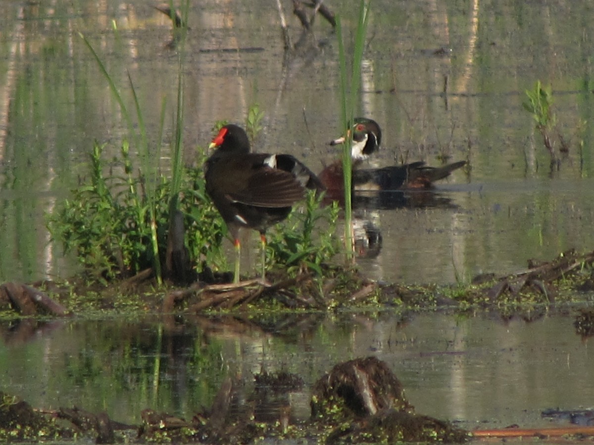 Canard branchu - ML620130725