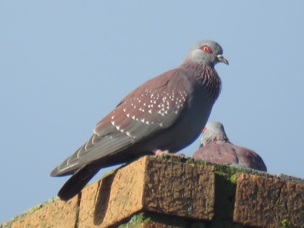 Speckled Pigeon - ML620130728