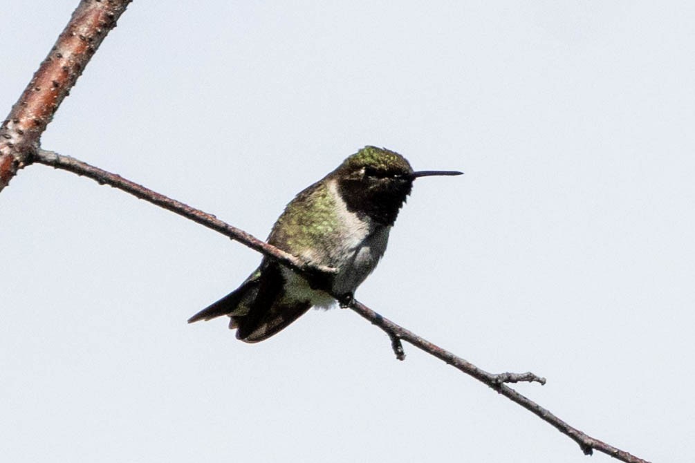 Black-chinned Hummingbird - ML620130732