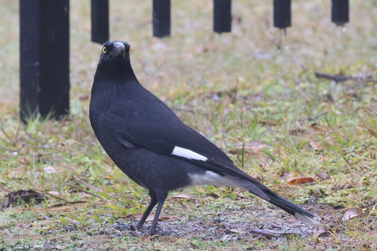 Pied Currawong - ML620130739