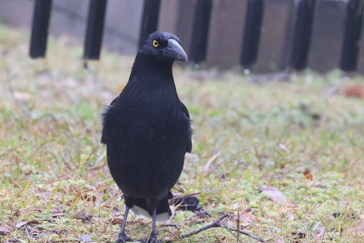 Pied Currawong - ML620130741