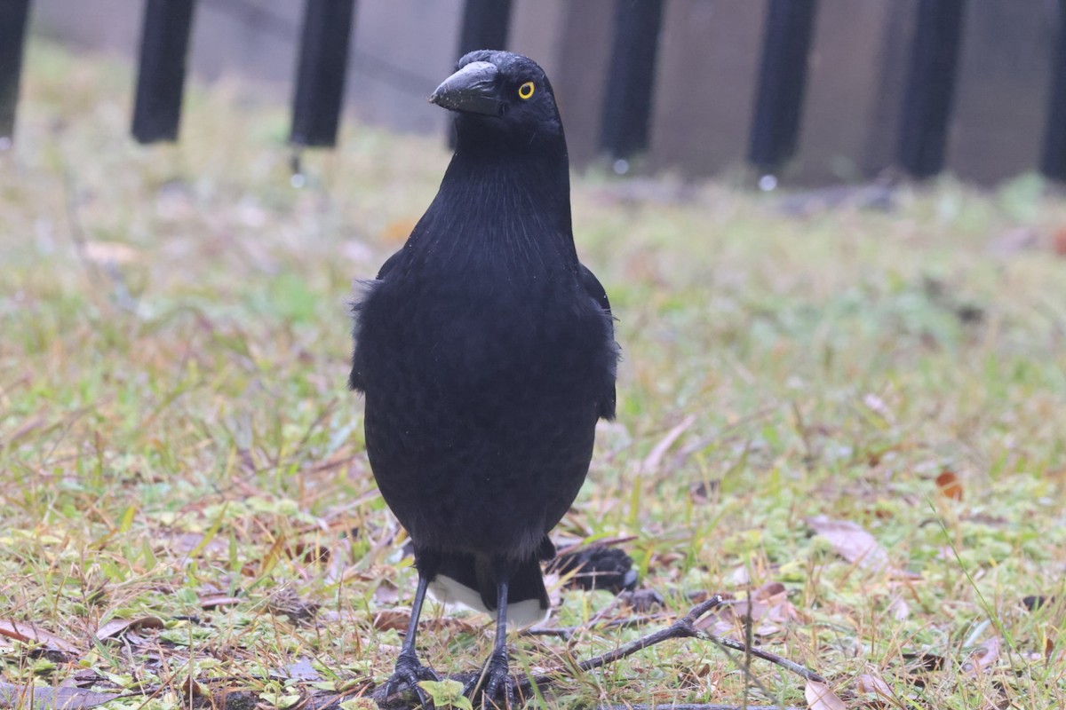 Pied Currawong - ML620130746