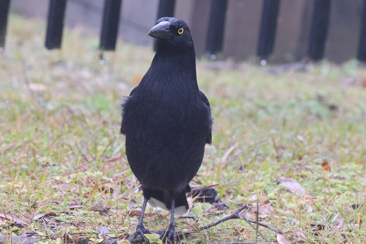 Pied Currawong - ML620130748