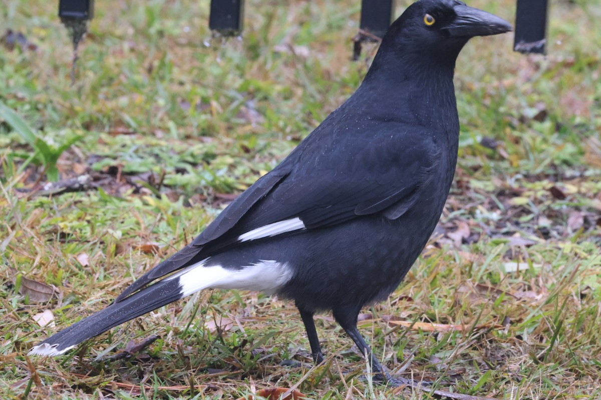 Pied Currawong - ML620130749