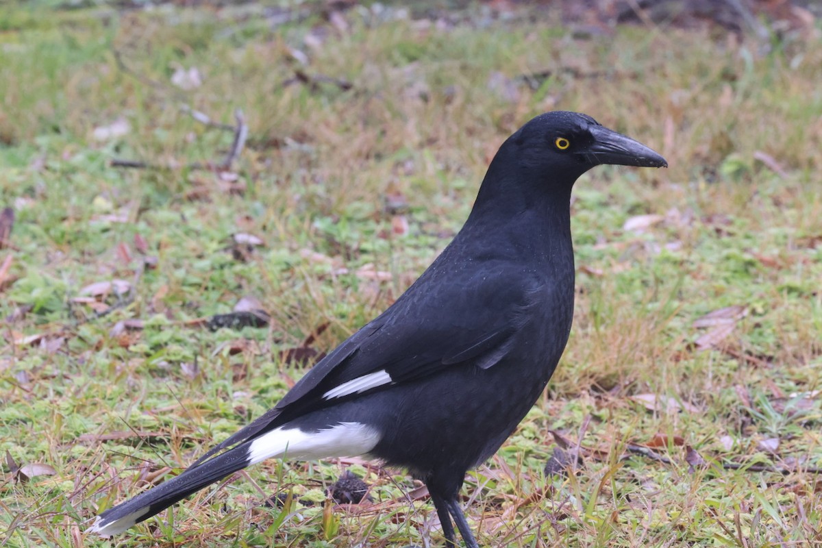 Pied Currawong - ML620130751