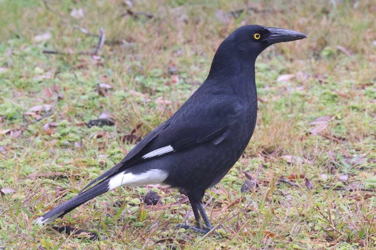 Pied Currawong - ML620130753