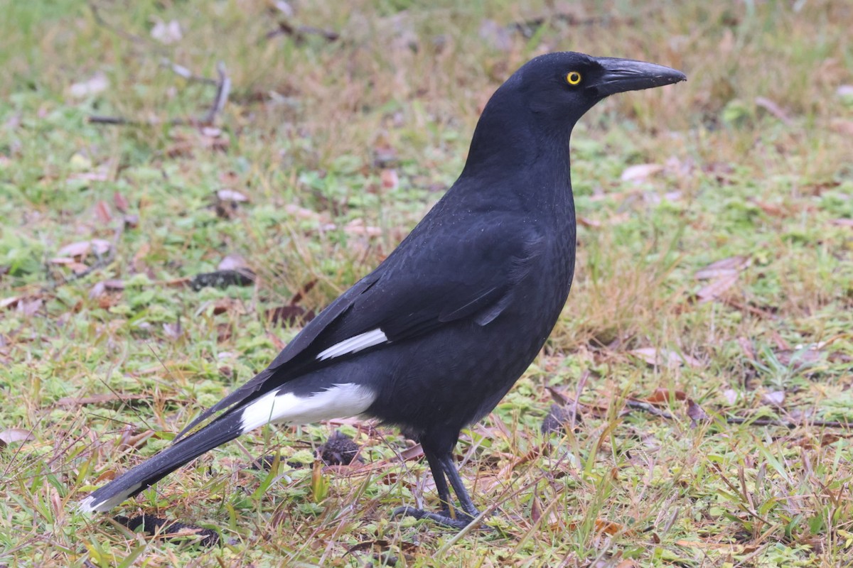 Pied Currawong - ML620130754