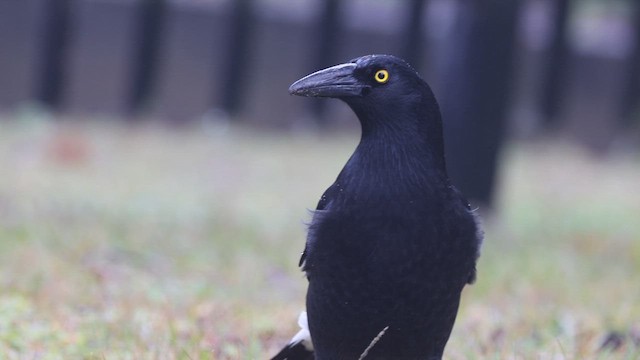 Pied Currawong - ML620130755