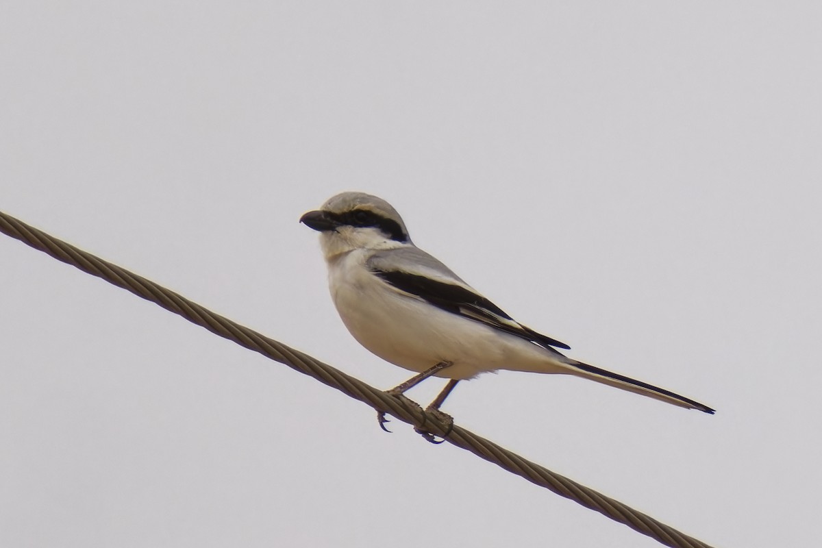 Серый сорокопут (pallidirostris) - ML620130756