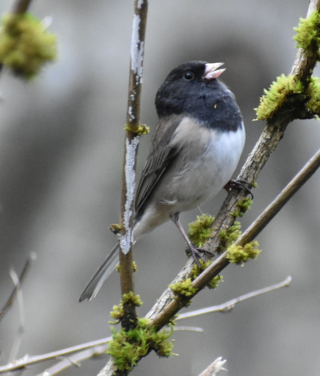 Junco ardoisé - ML620130767