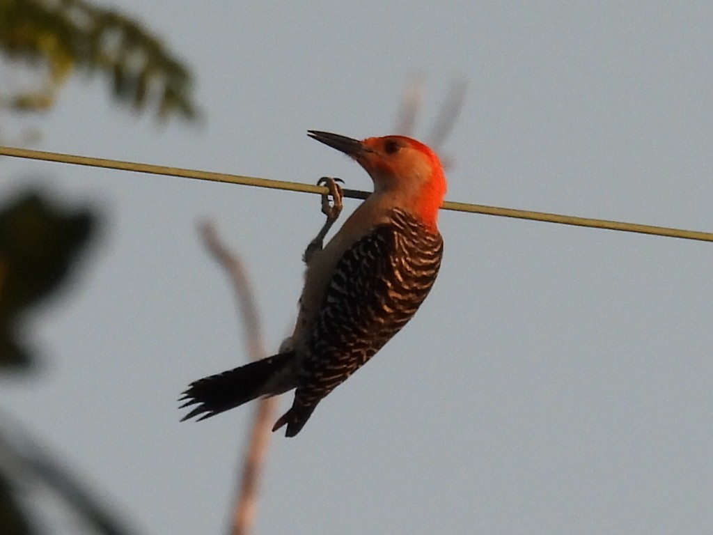 Red-bellied Woodpecker - ML620130784
