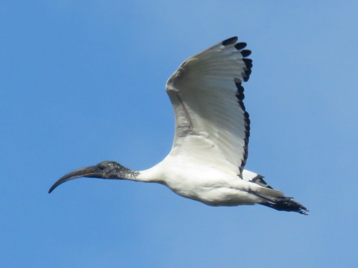 ibis posvátný - ML620130786
