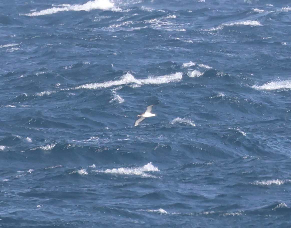 Cory's Shearwater - ML620130803