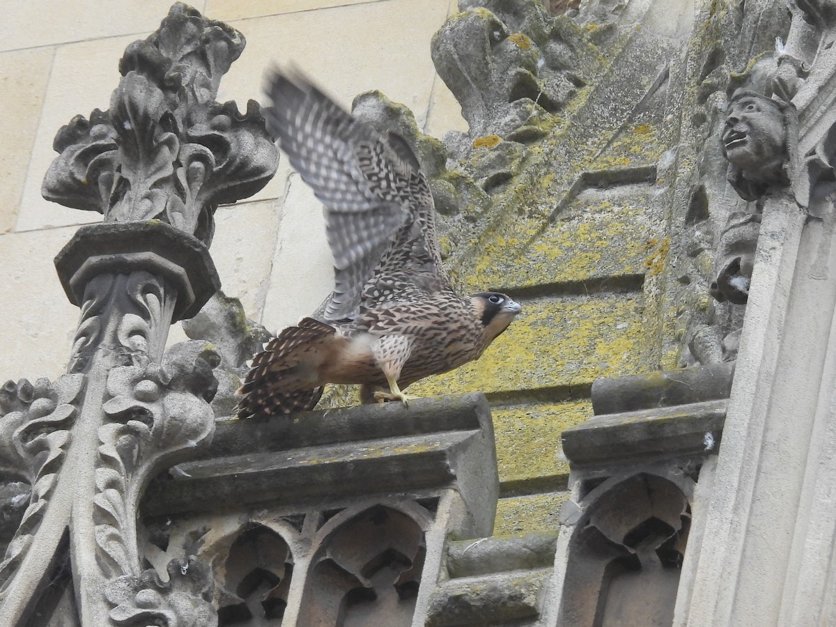 Peregrine Falcon - ML620130825