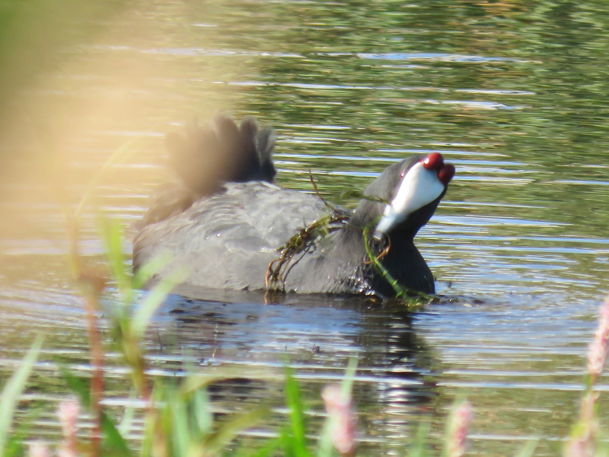 Red-knobbed Coot - ML620130835