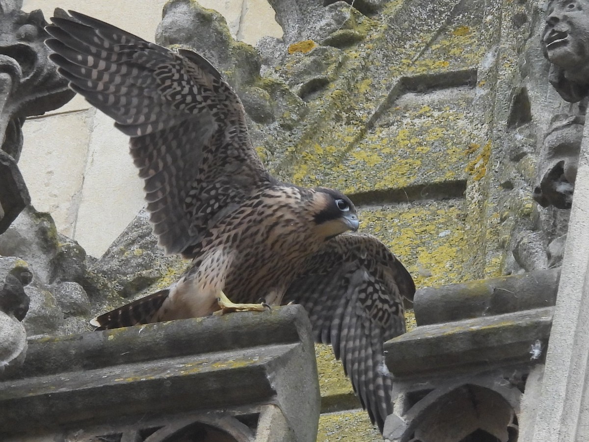 Peregrine Falcon - ML620130844