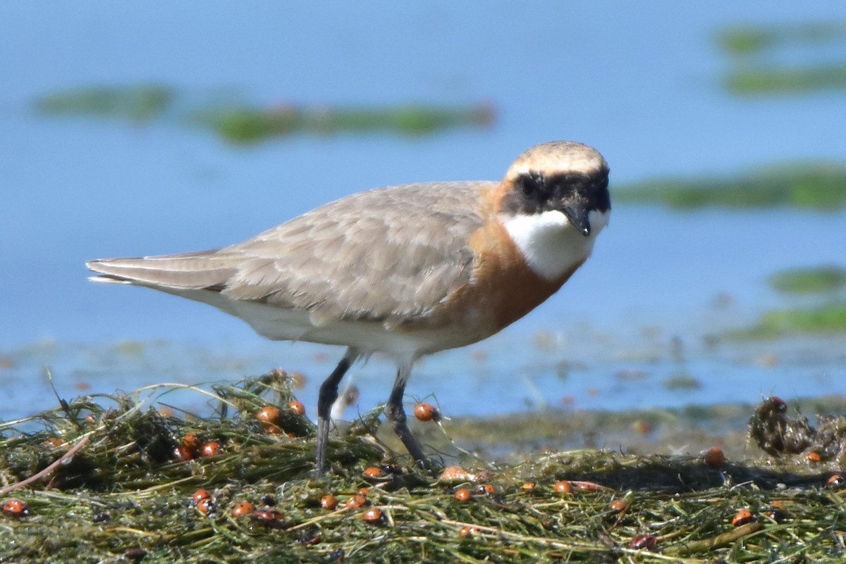 Tibetan Sand-Plover - ML620130845